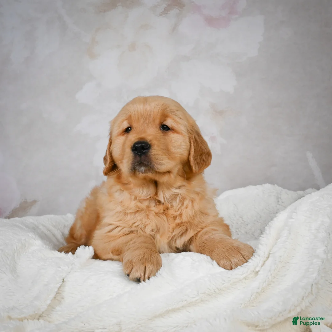 Golden Retriever dogs for sale: Romeo - Ad 13