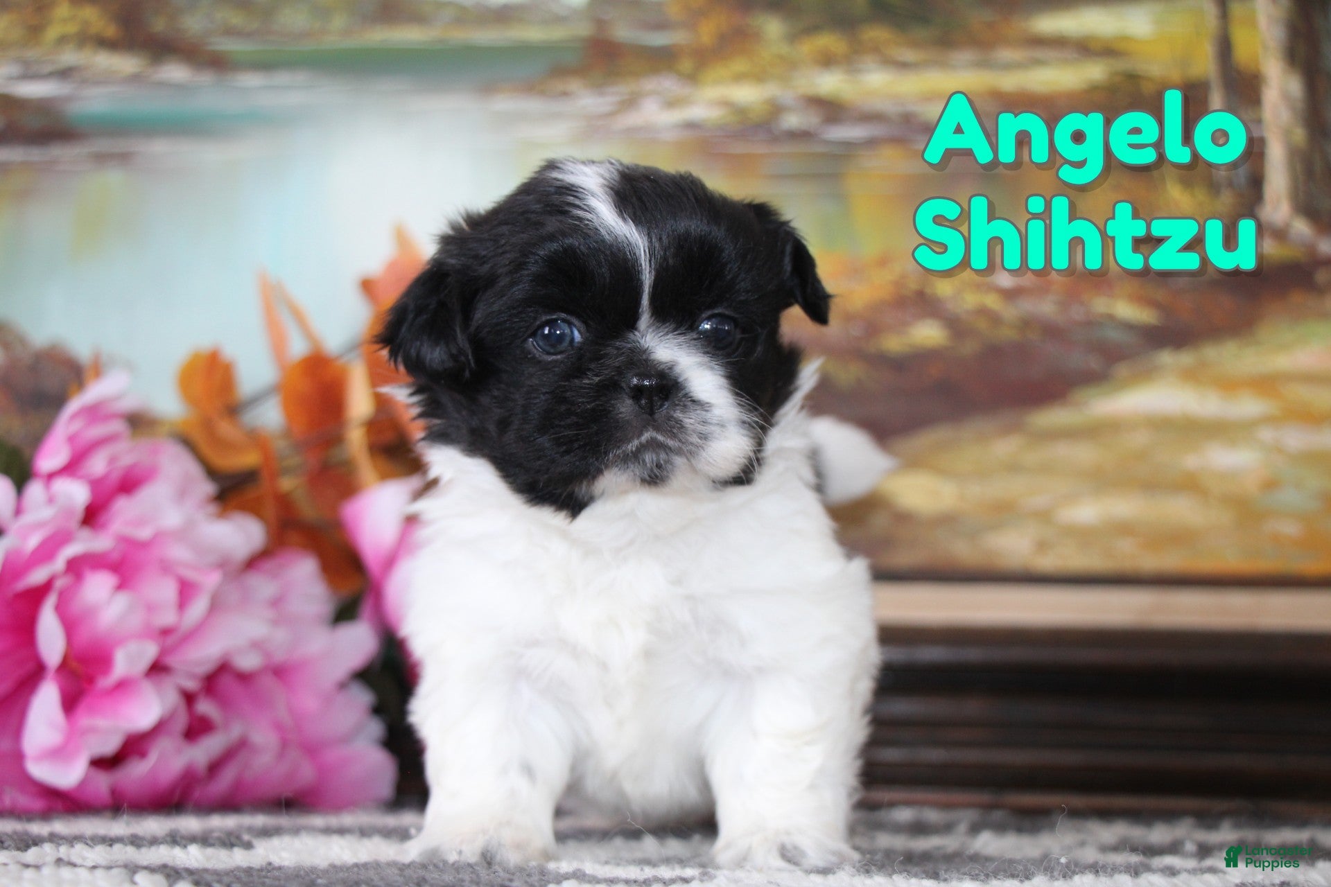 Shih Tzu dogs Angelo - Ad 14