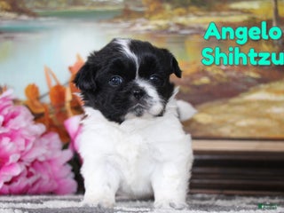 Shih Tzu dogs Angelo - Ad 42