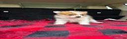 Pomeranian dogs for sale: Mikey - Ad 3