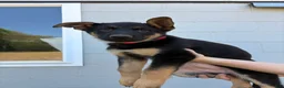 German Shepherd dogs for sale: Emma - Ad 4