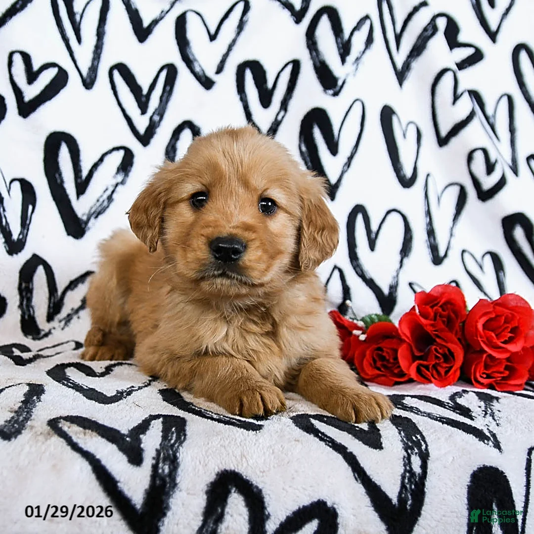 Golden Retriever dogs for sale: Lightning - Ad 4