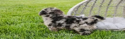 Mixed Breed dogs for sale: Valley - Ad 2
