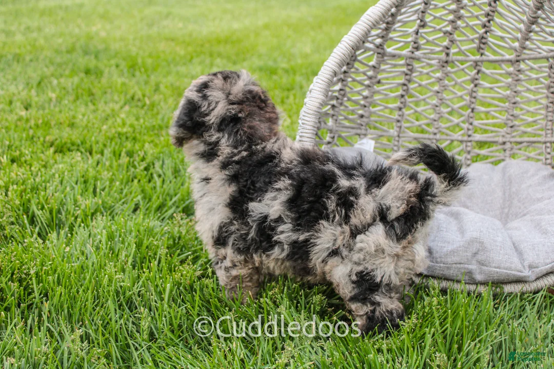 Mixed Breed dogs for sale: Valley - Ad 2