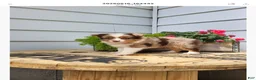 Miniature Australian Shepherd dogs for sale: Miniature Australian Shepherd 1 - Ad 4