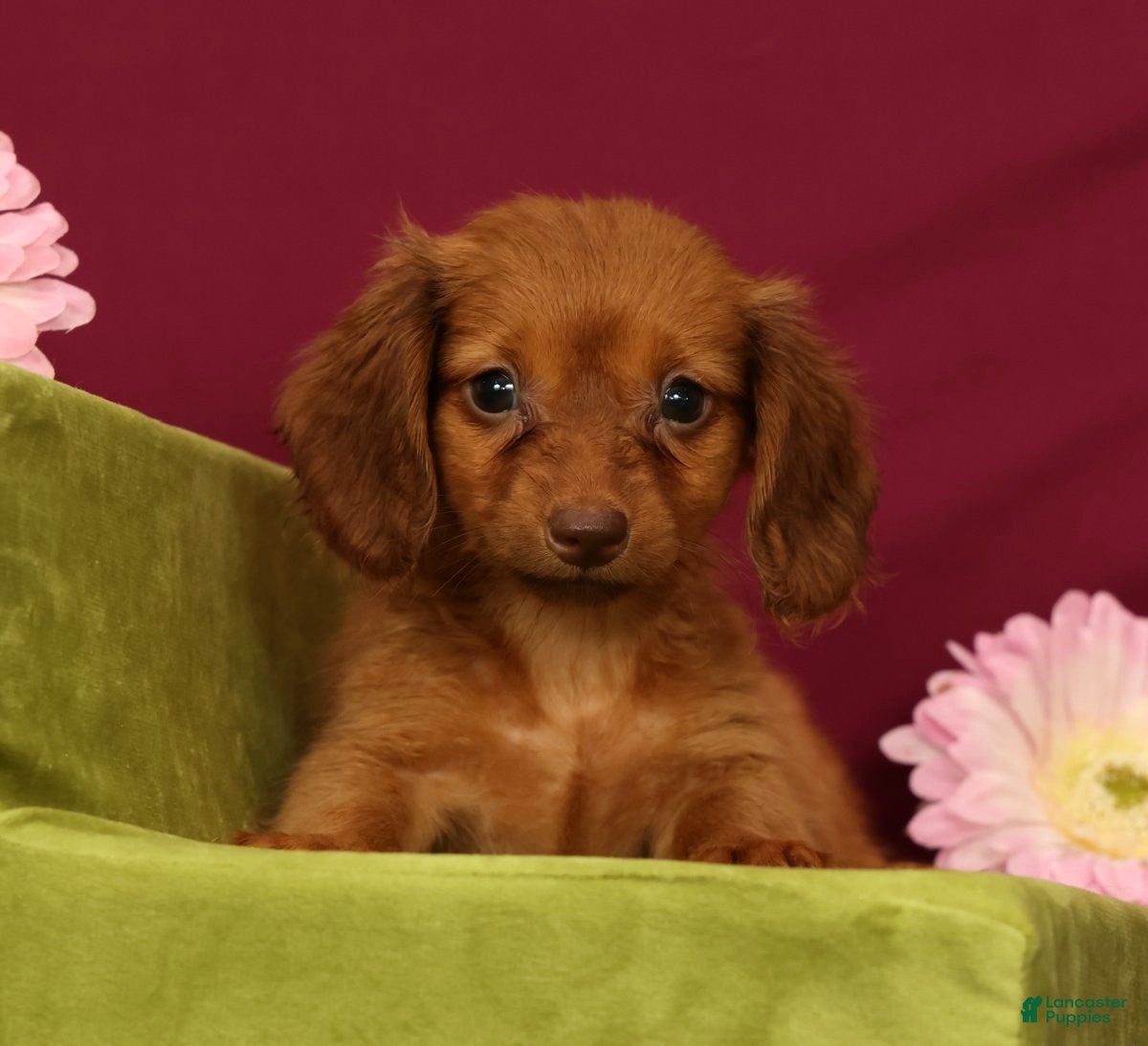 Miniature Dachshund dogs Sonya - Ad 1