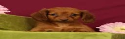 Miniature Dachshund dogs for sale: Sonya - Ad 1
