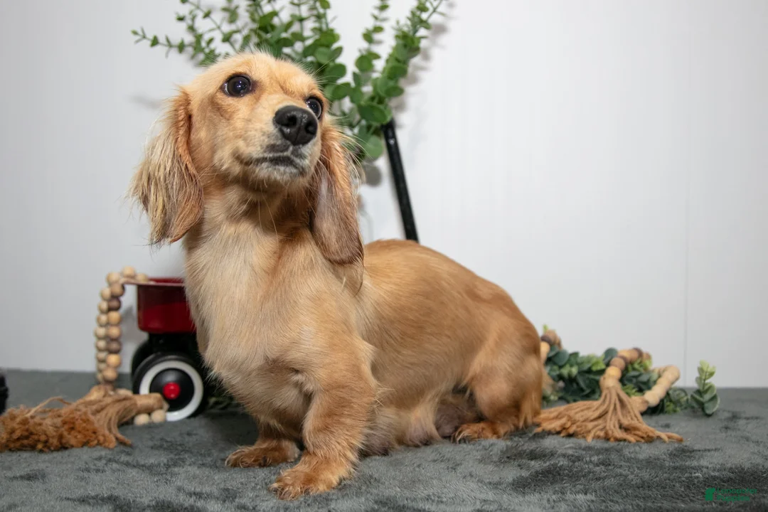 Miniature Dachshund dogs for sale: Duchess - Ad 4