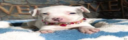 American Bully dogs for sale: "DOLLY PARTON" WHITE MERLE - Ad 6
