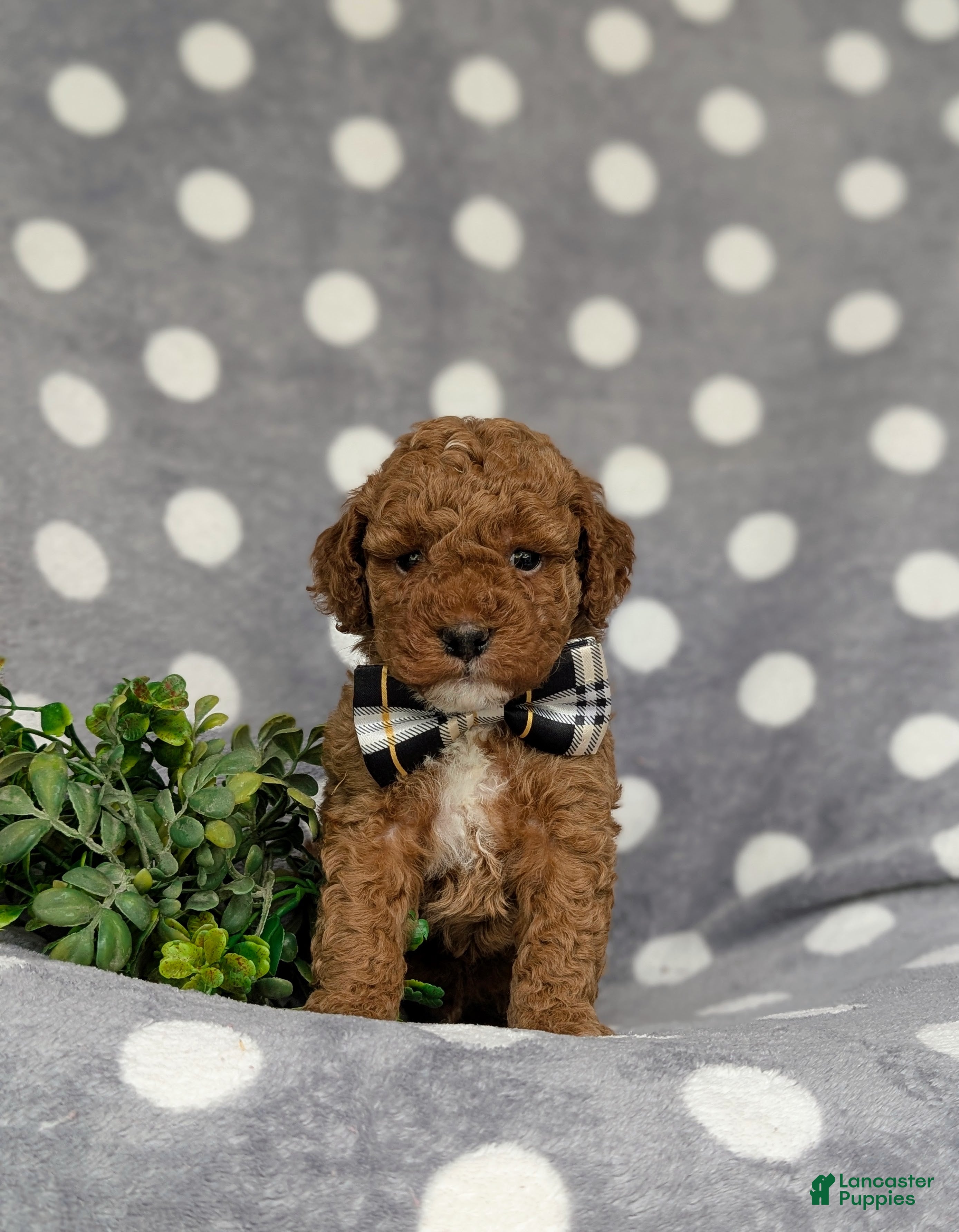 Miniature Poodle dogs Scooter - Ad 2