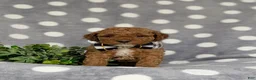 Miniature Poodle dogs for sale: Scooter - Ad 2