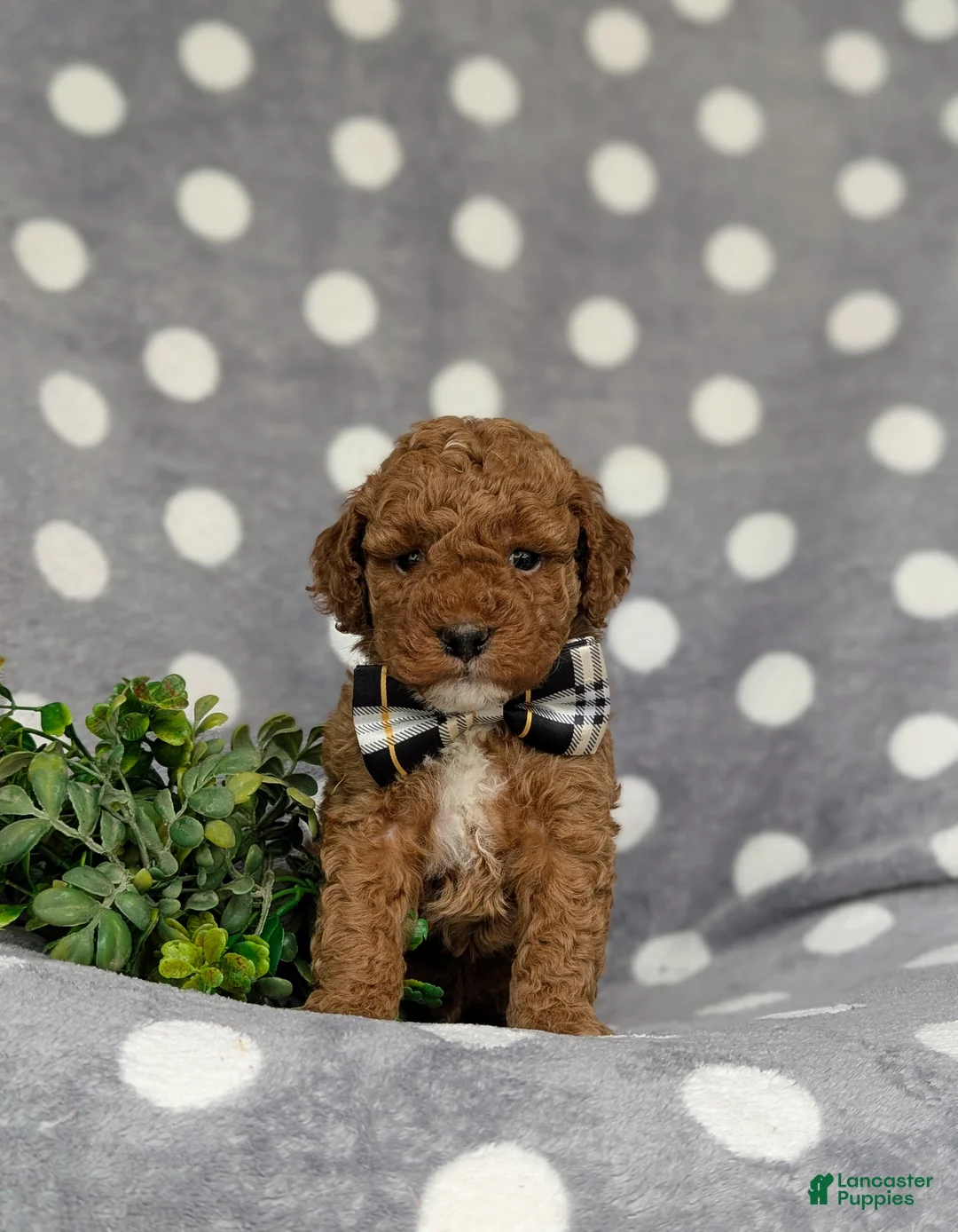 Miniature Poodle dogs for sale: Scooter - Ad 2