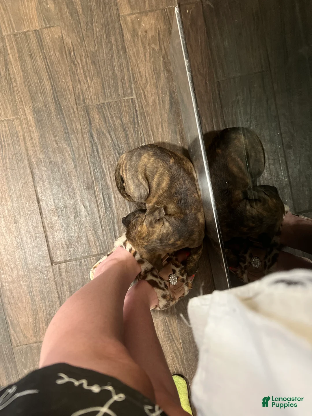American Pit Bull Terrier dogs for sale: Resien - Ad 4