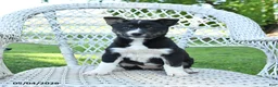 Mixed Breed dogs for sale: Mabel - Ad 2