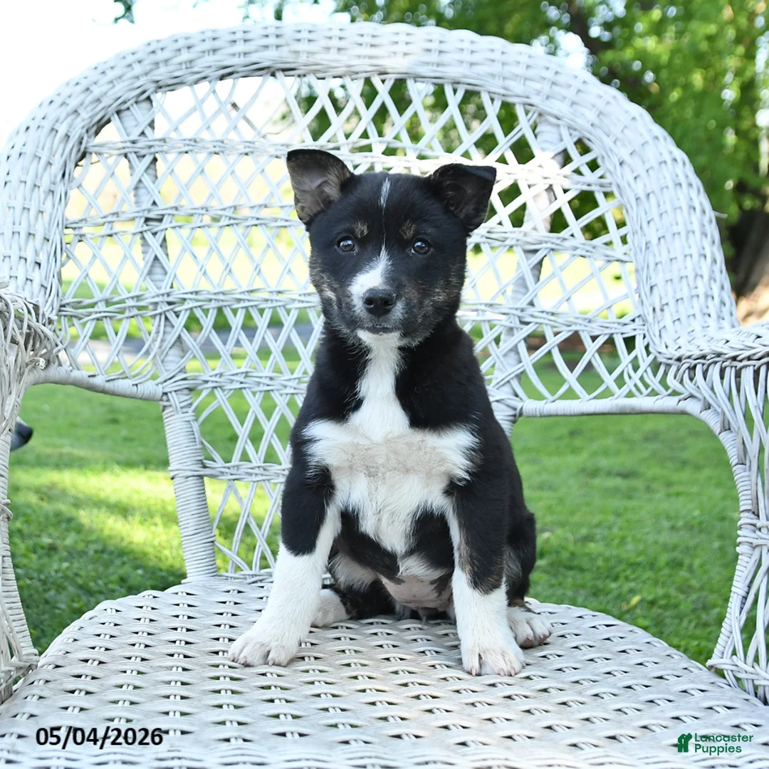 Mixed Breed dogs for sale: Mabel - Ad 2