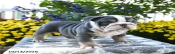 English Bulldog dogs for sale: Tank - Ad 5