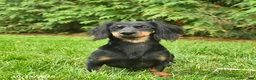 Miniature Dachshund dogs for sale: Gretel - Ad 5
