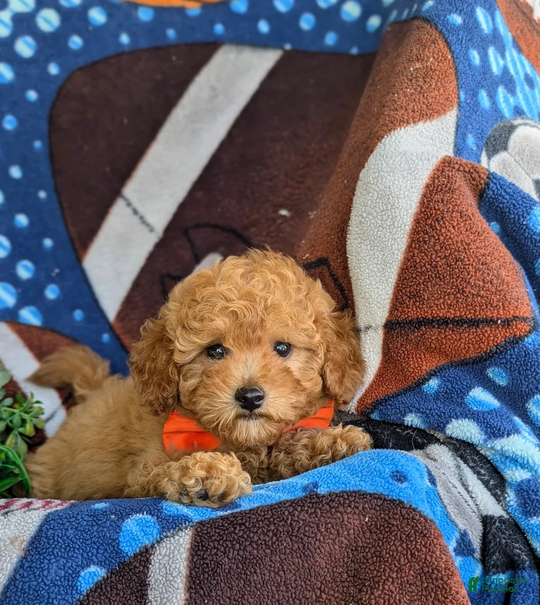 Toy Poodle dogs for sale: Norton 9 lbs Full Grown - Ad 9