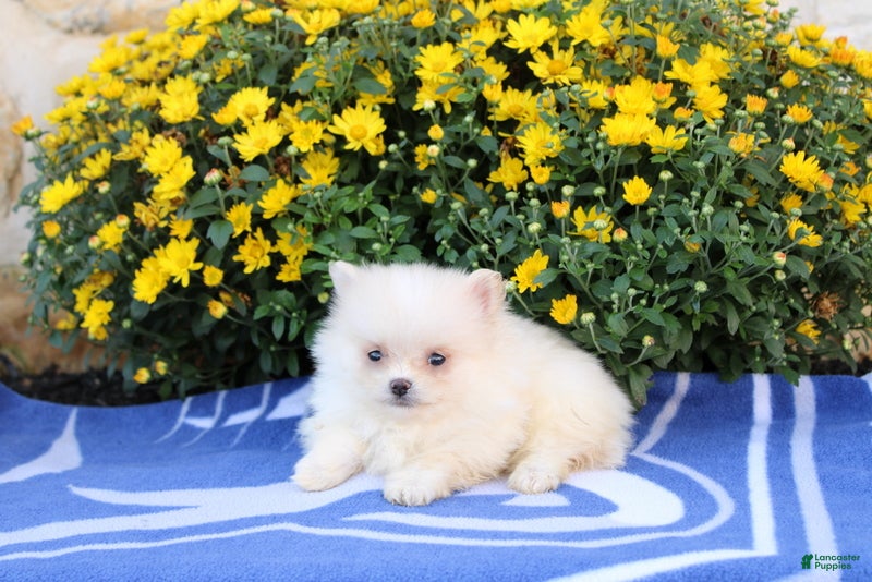 Pomeranian dogs Frank - Ad 2
