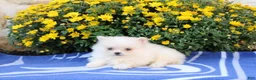 Pomeranian dogs for sale: Frank - Ad 2