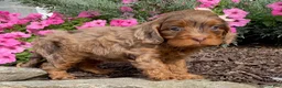 Cavapoo dogs for sale: Molly - Ad 2