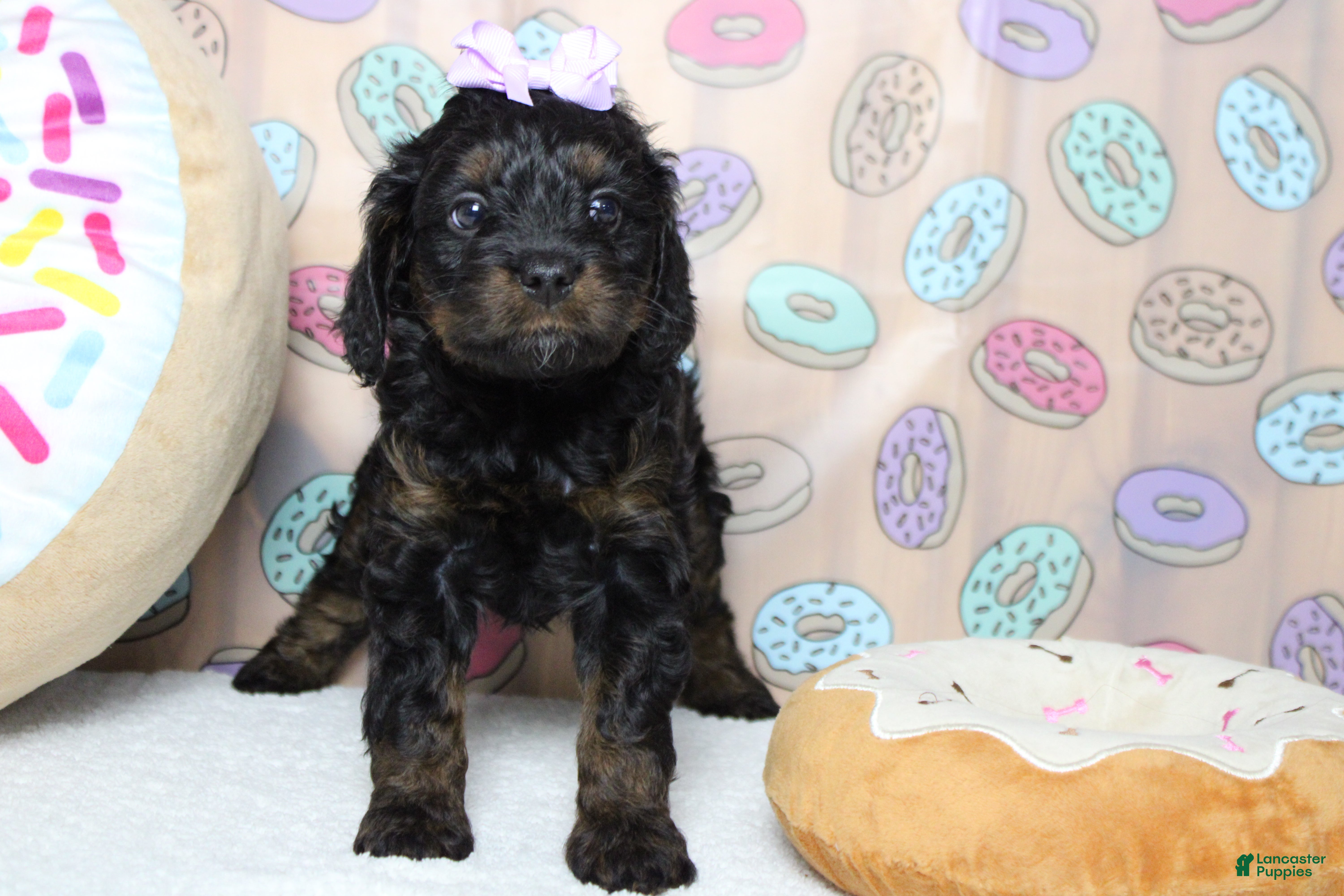 Toy Poodle dogs Pandora  - Ad 4
