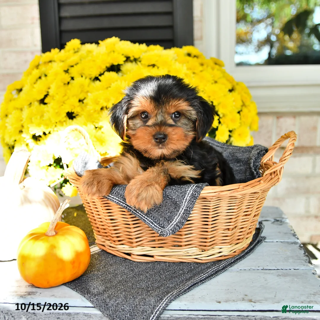 Yorkshire Terrier dogs for sale: Rover - Ad 1