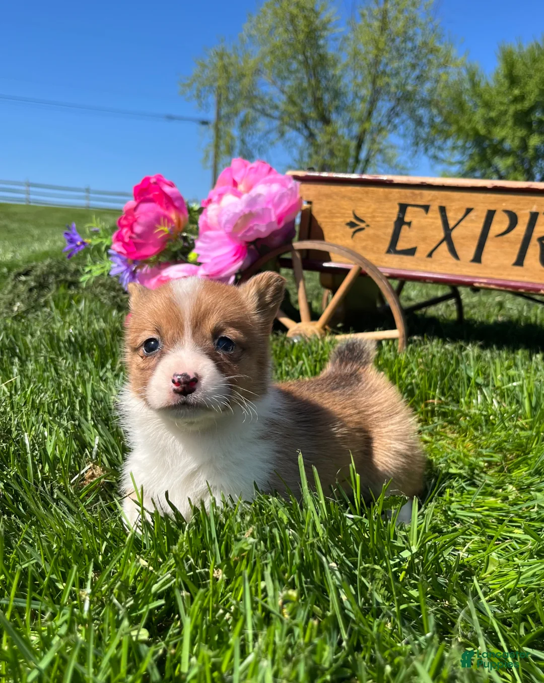 Welsh Corgi Pembroke dogs for sale: Sweet Clover❤️🐾AKC ❤️Text or Call 717-201-1556 - Ad 12