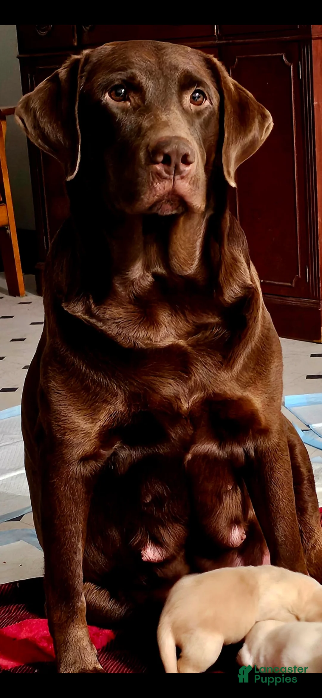 Labrador Retriever dogs for sale: Labrador Retriever Puppy 1 - Ad 4