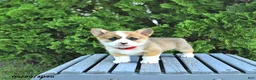 Welsh Corgi Pembroke dogs for sale: Brittany - Ad 1