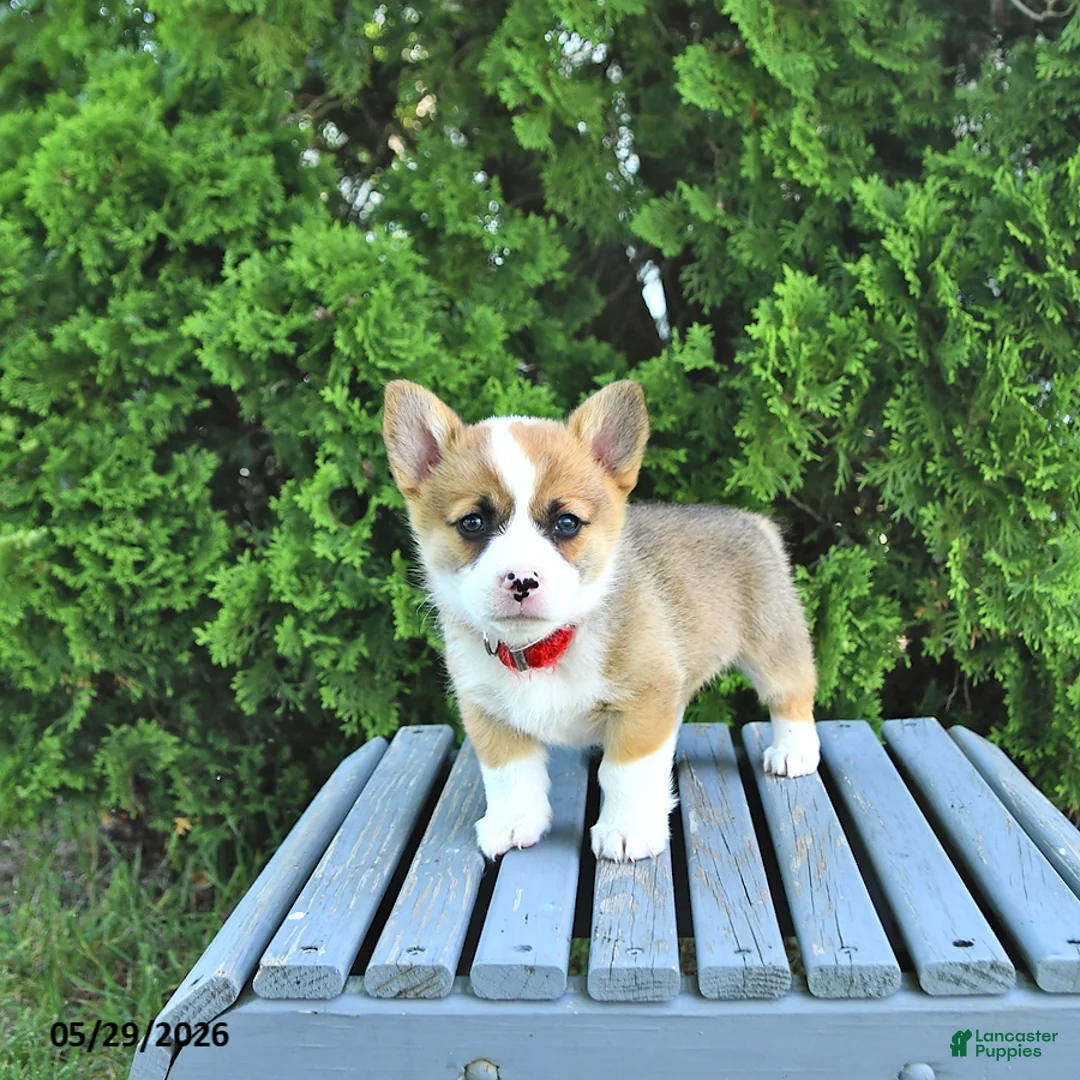 Welsh Corgi Pembroke dogs for sale: Brittany - Ad 1