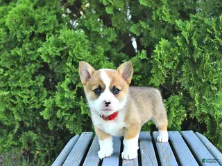 Welsh Corgi Pembroke dogs for sale: Brittany - Ad 3