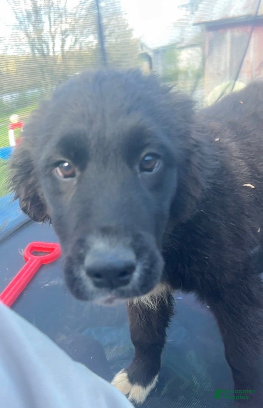 Mixed Breed dogs Daisy - Ad 17