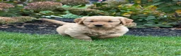 Golden Retriever dogs for sale: Paris - Ad 6