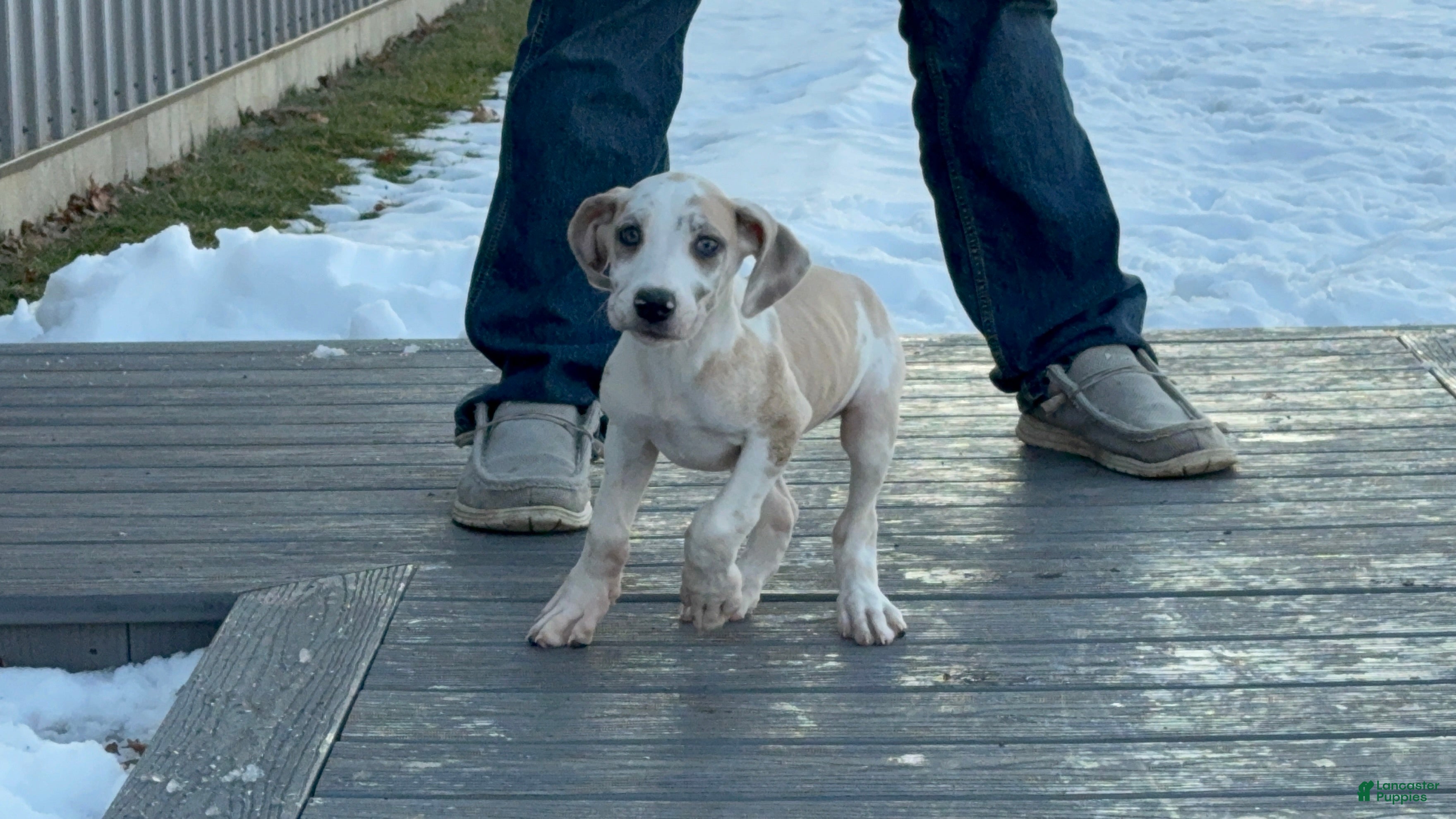 Great Dane dogs Teeny Tot - Ad 2