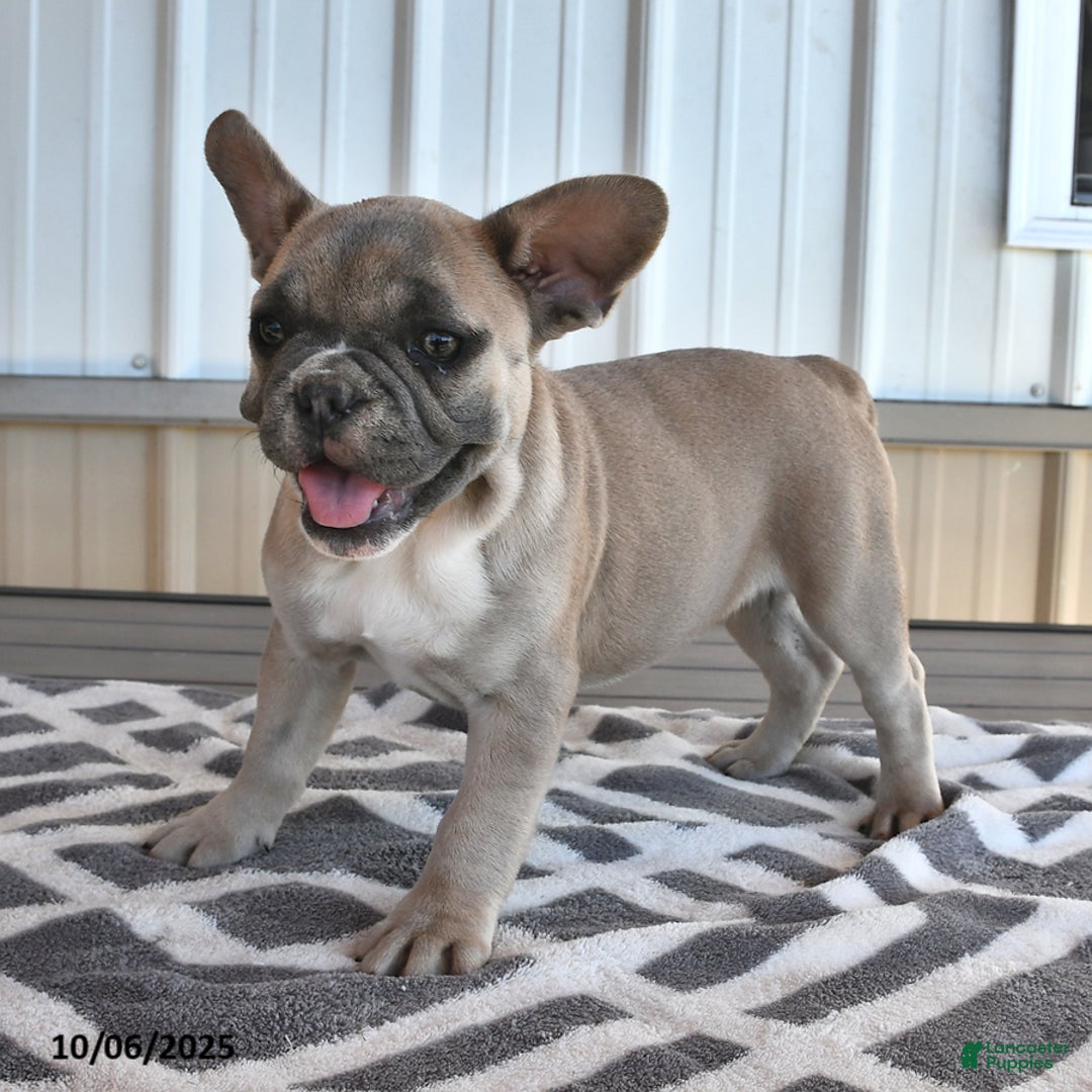 French Bulldog dogs for sale: Tia - Ad 9