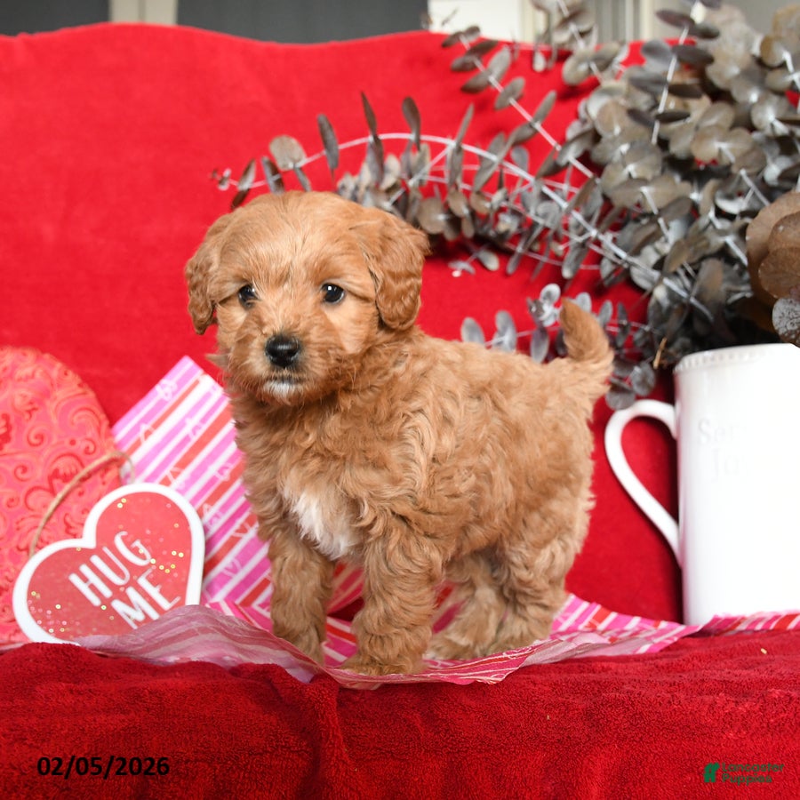 Yorkiepoo dogs Candy - Ad 5