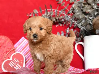 Yorkiepoo dogs Candy - Ad 5