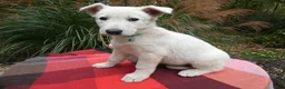 German Shepherd dogs for sale: German Shepherd 4 Brittney - Ad 6