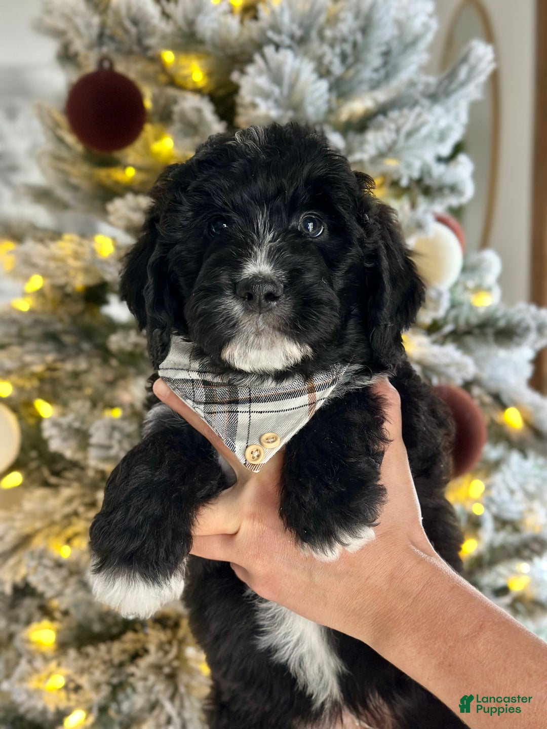 Bernedoodle dogs for sale: Fleece  - Ad 1
