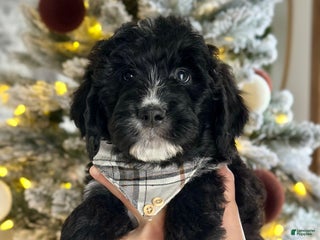 Bernedoodle dogs Fleece - Ad 35