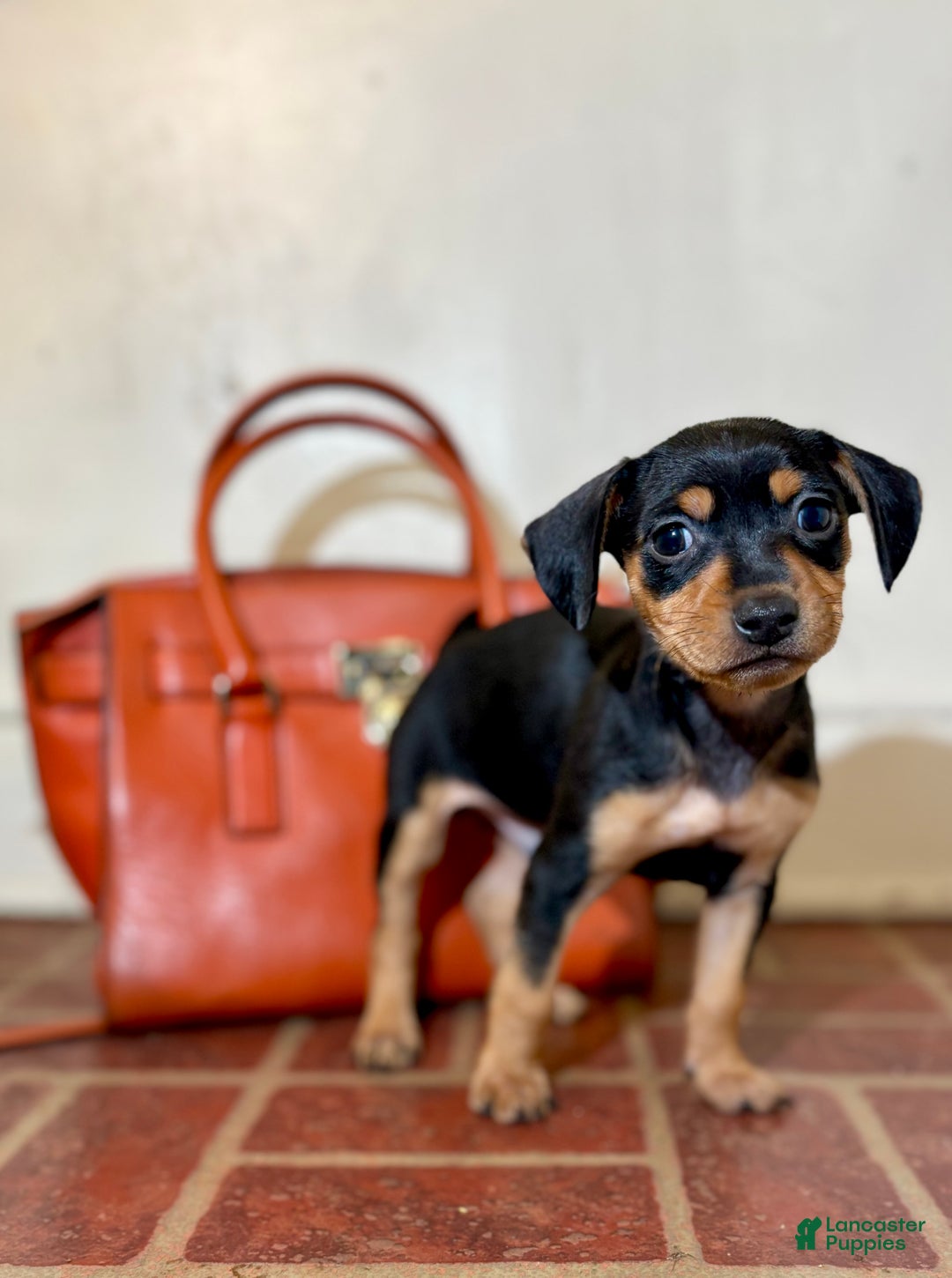 Mixed Breed dogs for sale: Pocket Pet 2 - Ad 1