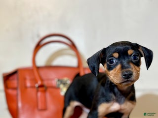 Mixed Breed dogs Pocket Pet 2 - Ad 34