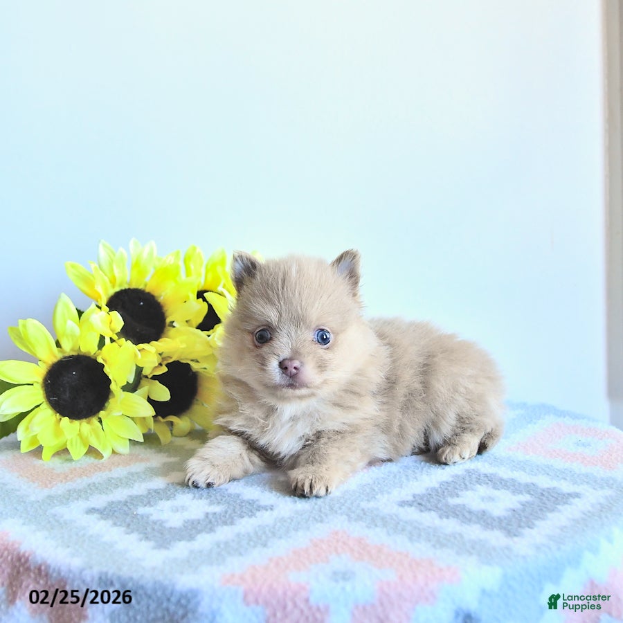 Pomeranian dogs Teddy - Ad 1