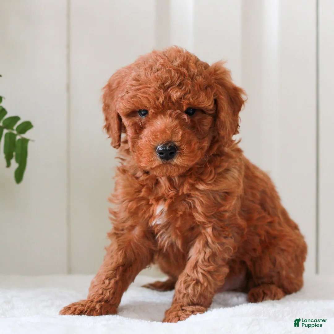 Mini Goldendoodle dogs for sale: Hudson  - Ad 3