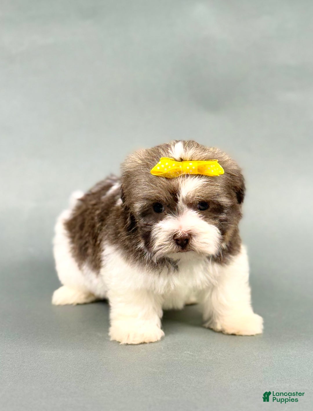 SONYA for sale in Sugarcreek Lancaster Puppies