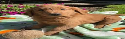 Goldendoodle dogs for sale: Arnold - Ad 4