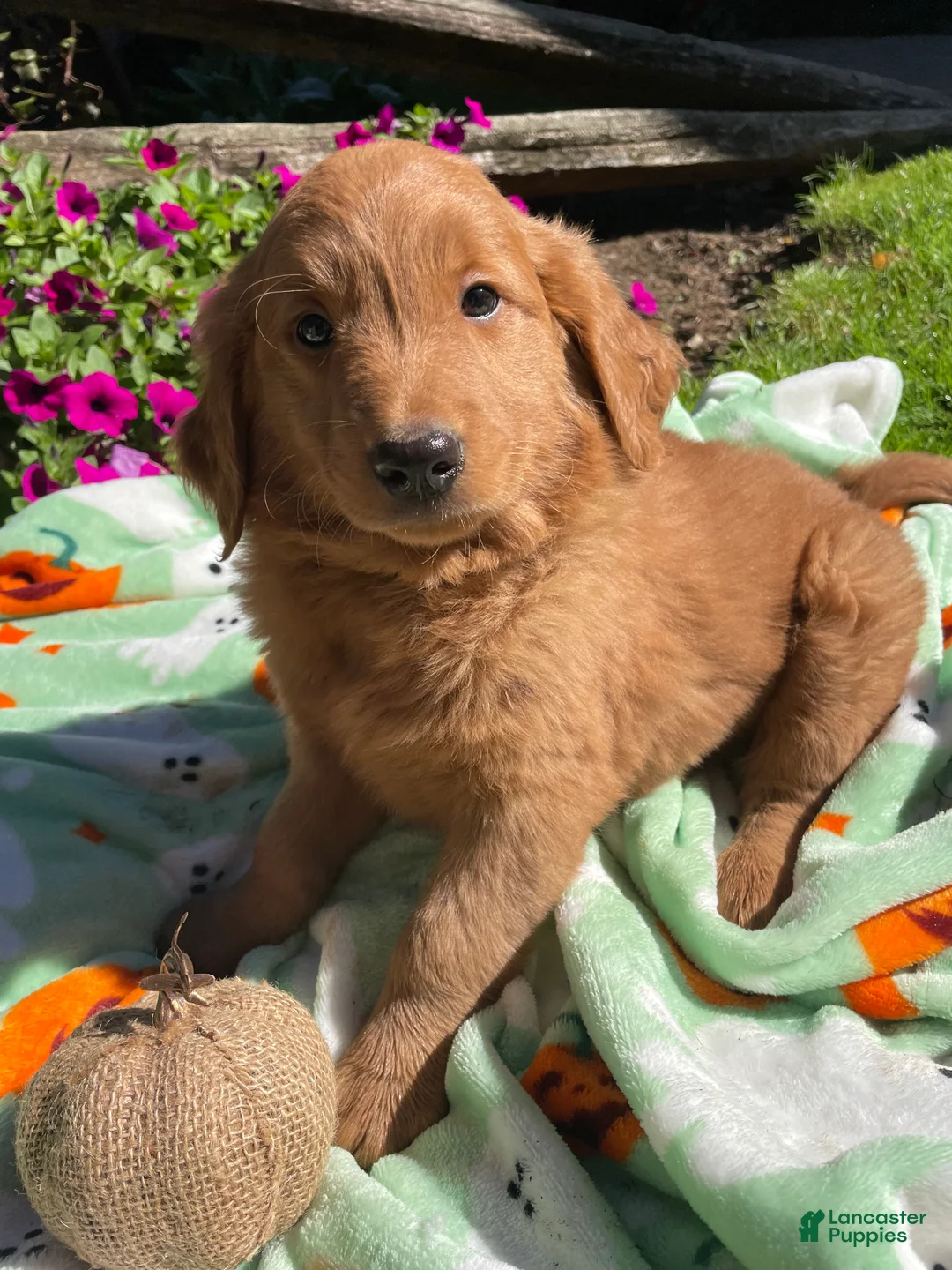 Goldendoodle dogs for sale: Arnold - Ad 4