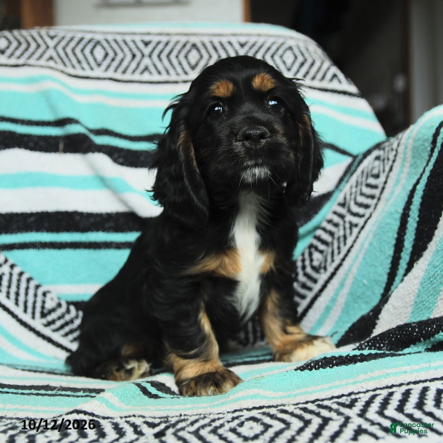 Cocker Spaniel dogs Crouton - Ad 1