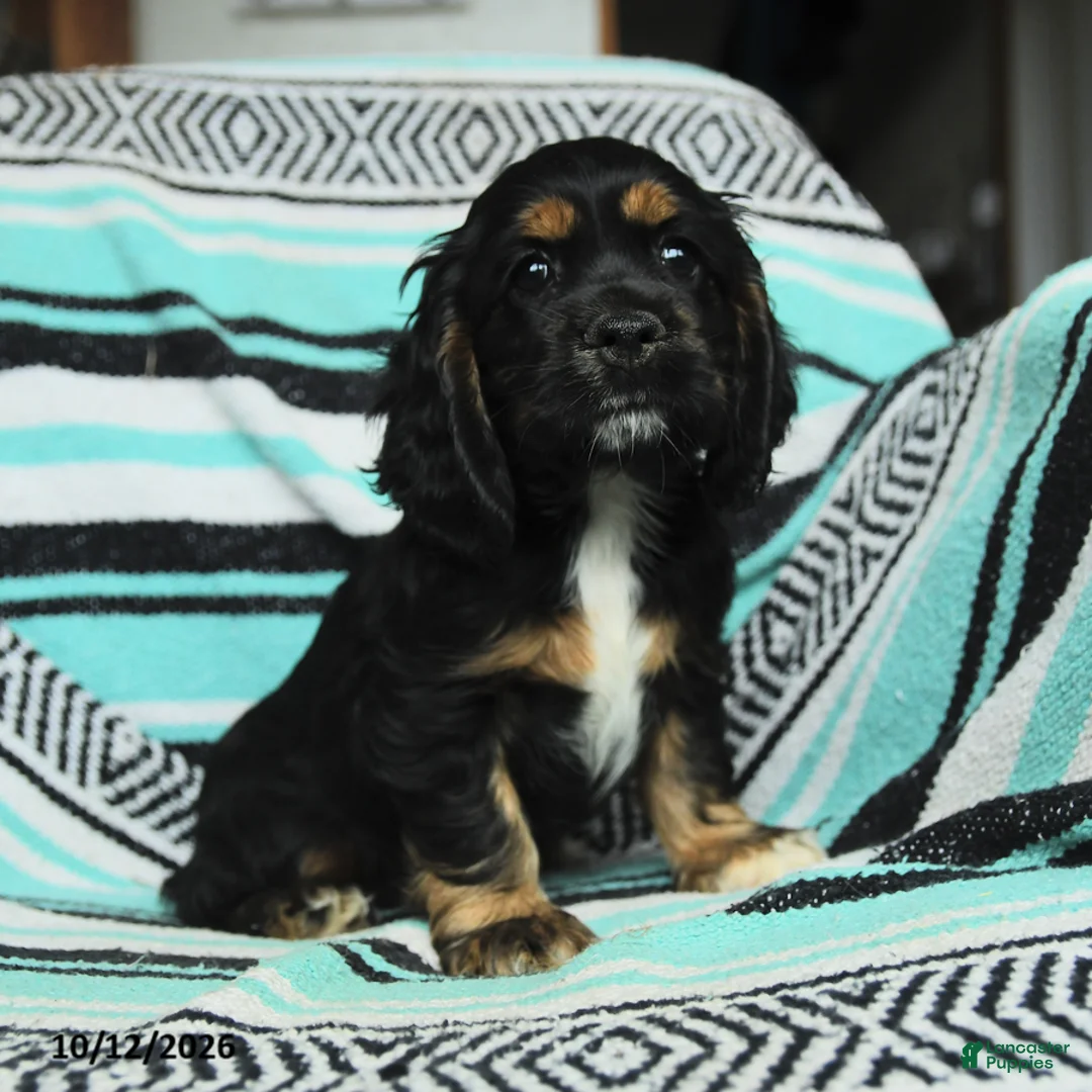 Cocker Spaniel dogs for sale: Crouton - Ad 1